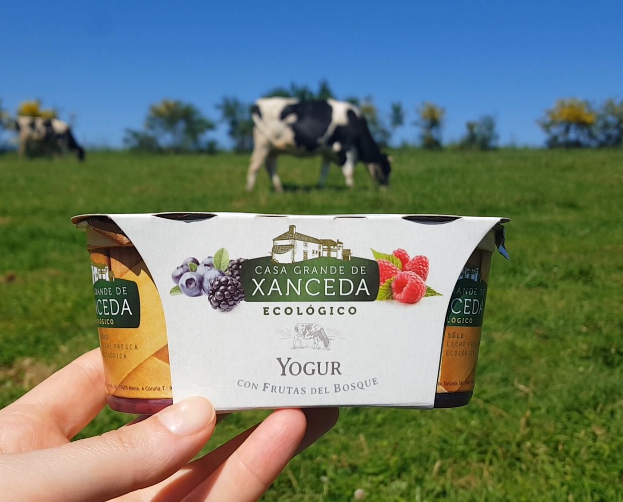 Yogur ecológico con frutas del bosque